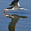 Black Skimmer